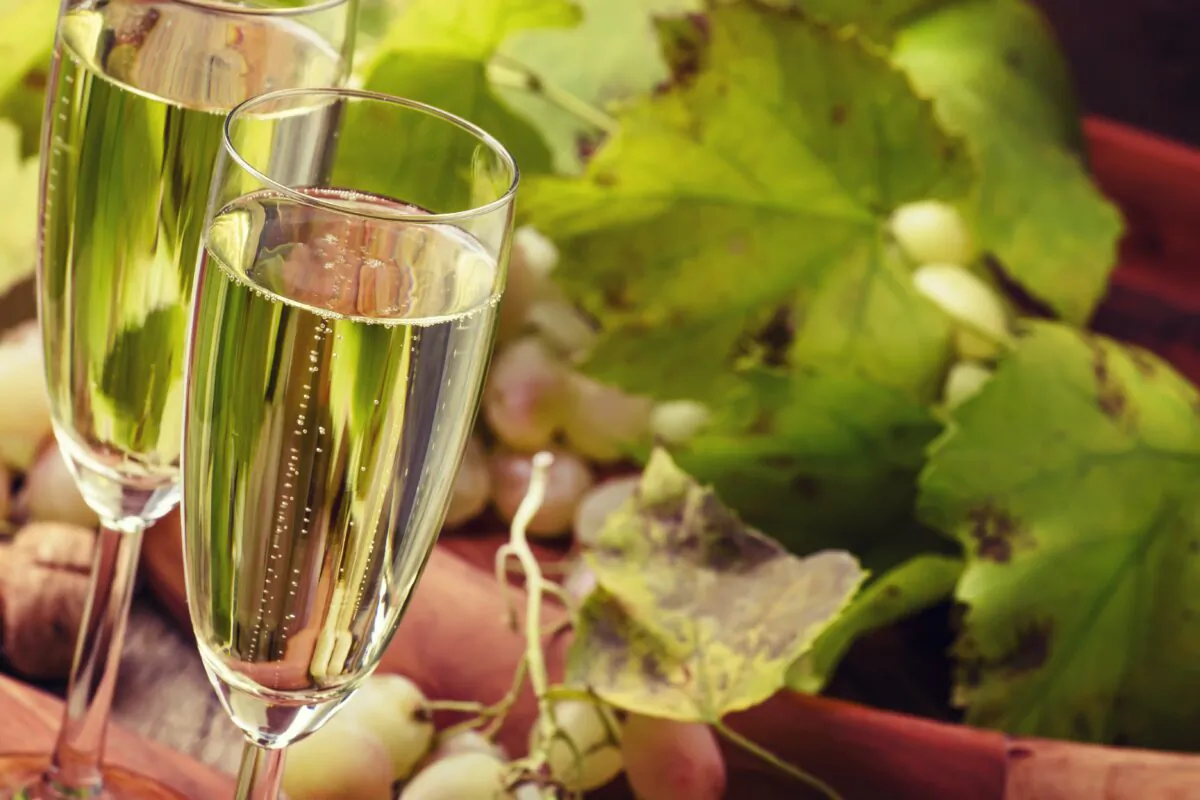There are several methods of making sparkling wine from the high acidity grapes being harvested right now. (5PH/Shutterstock)