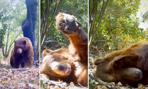 Photographer Shocked When Trail Cam Captures Bear Making Bed, Conking Out for 4-Hour Siesta in the Woods