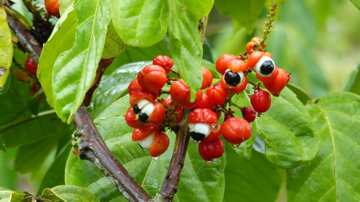 Pros and Cons of Guarana