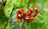 Pros and Cons of Guarana