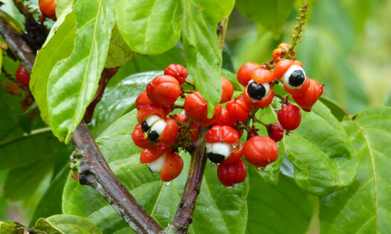 Pros and Cons of Guarana