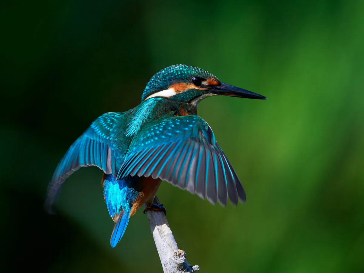 A common kingfisher, found across Europe and most of China, stretches its wings. The Chinese once prized the turquoise feathers of the kingfisher family, especially birds found in Vietnam and Cambodia. (Aaltair/Shutterstock)