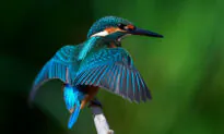 The Delicate Art of Kingfisher Feather ‘Enameling’