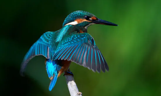 The Delicate Art of Kingfisher Feather ‘Enameling’