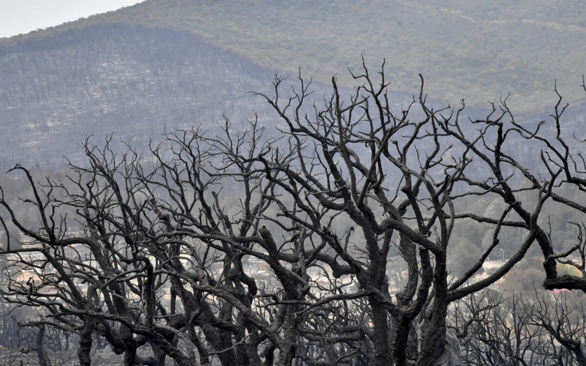 A burnt forest following raging fires in Algeria's city of el-Kala on Aug. 18, 2022. (AFP via Getty Images)