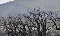 Wildfires in Algeria Kill at Least 37, Including Family of 5