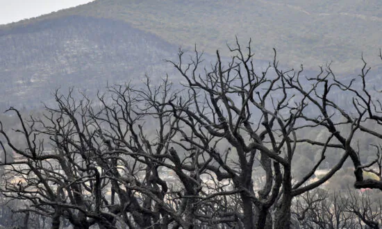 Wildfires in Algeria Kill at Least 37, Including Family of 5