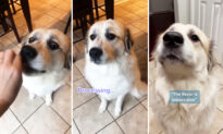 VIDEO: Adorable Dog Has Hilarious Reactions to the Food That She Really Likes