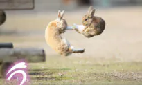 Kung Fu Bunnies: Rabbits Caught Midair in Epic Battle Look Like Fighters in an Action Movie