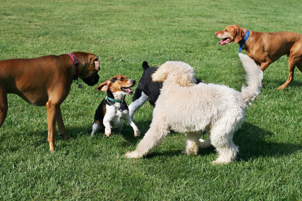 Canine influenza is extremely contagious among dogs and risk is highest where dogs congregate, such as dog parks. (Joy Brown/Shutterstock)
