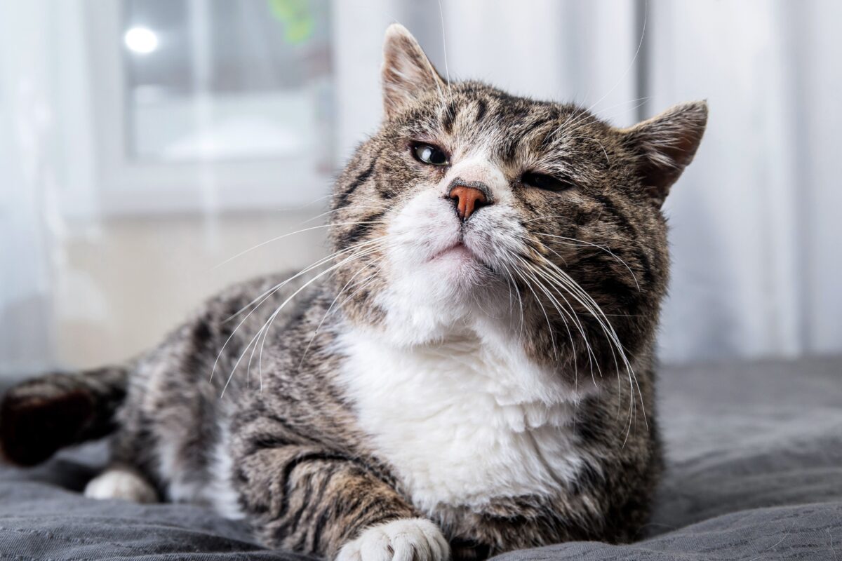 In a recent study, foods labeled for senior cats and adult cats were found to be similar, with those marketed for seniors usually having more fiber. (Alex Zotov/Shutterstock)