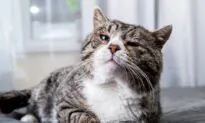 Senior Cats Don’t Require Senior Cat Food