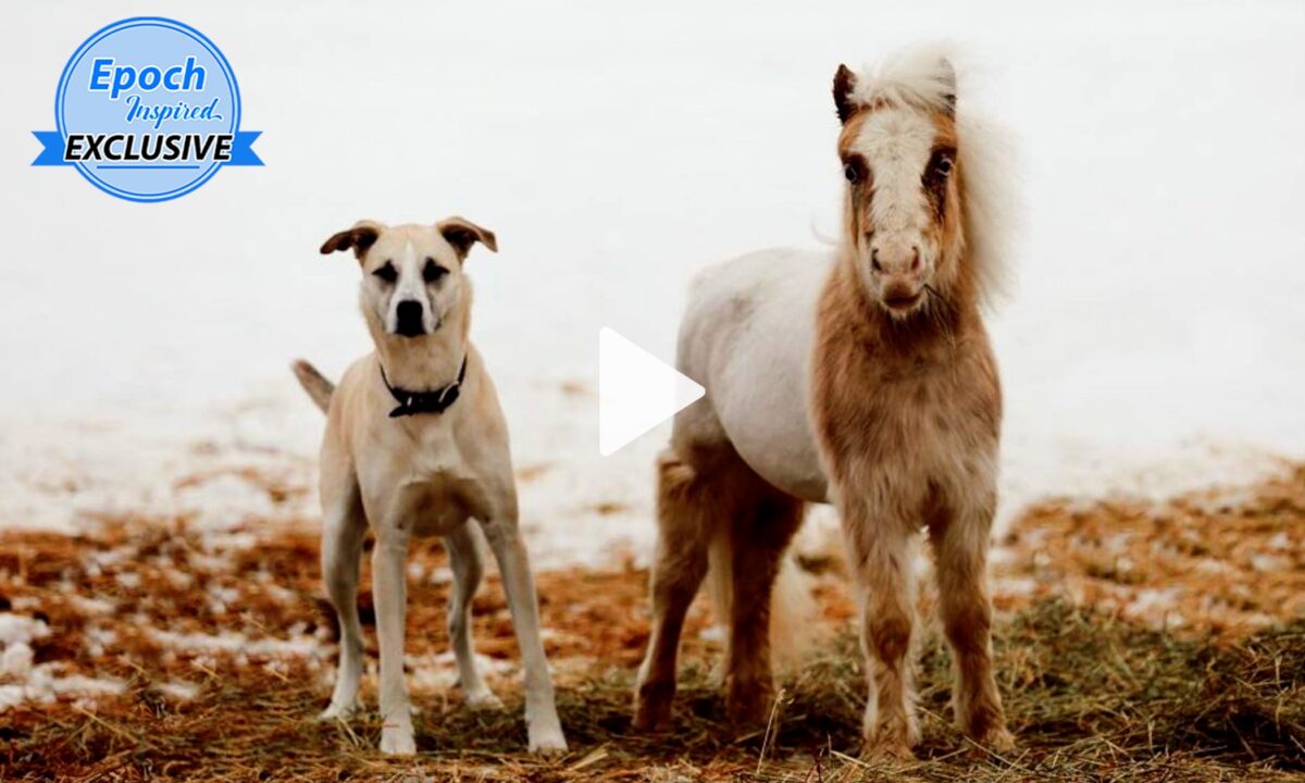 Neglected Mini Horse Rescued From Kill Pen Shelter Now Roams Free With