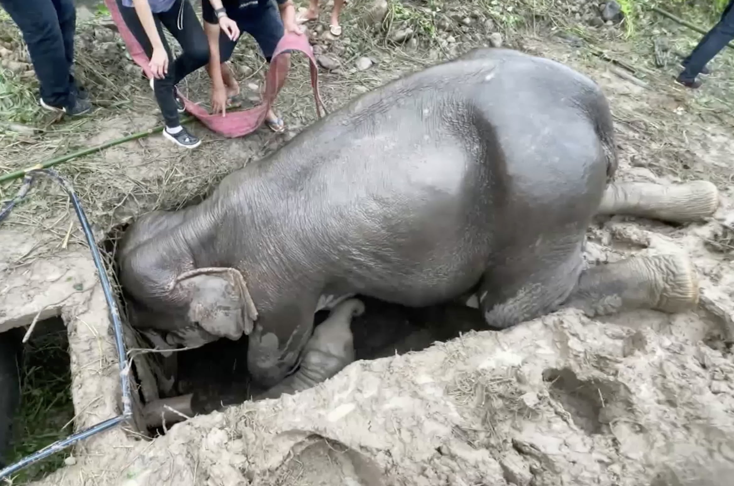 Mother Elephant Falls Into Drain While Protecting Calf, But Park Rangers  Use Crane to Rescue Her, Perform CPR