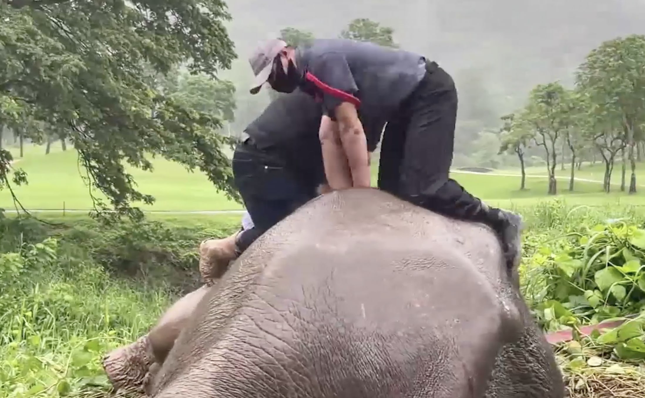 Mother Elephant Falls Into Drain While Protecting Calf, But Park Rangers  Use Crane to Rescue Her, Perform CPR | The Epoch Times