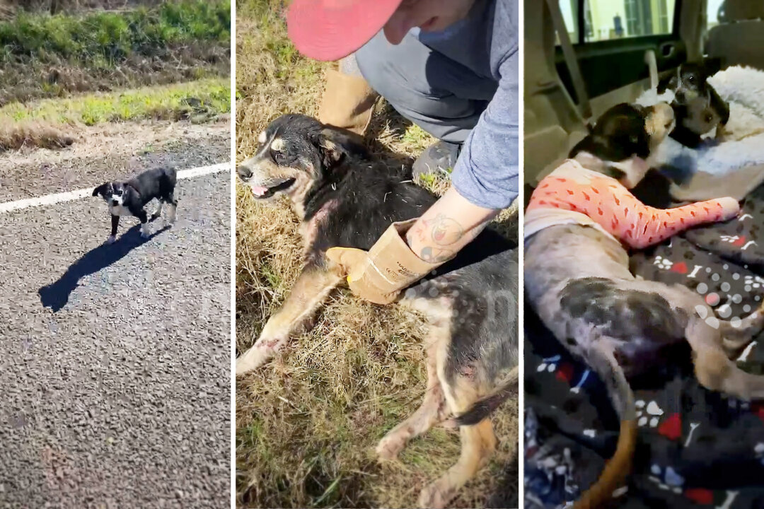 VIDEO: Loyal Dog Waits 6 Hours Beside Furry Friend Hit by a Car—Until ...