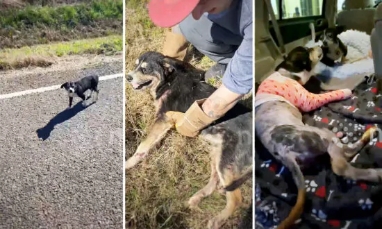 VIDEO: Loyal Dog Waits 6 Hours Beside Furry Friend Hit by a Car—Until Human Rescuers Arrive, Save the Day