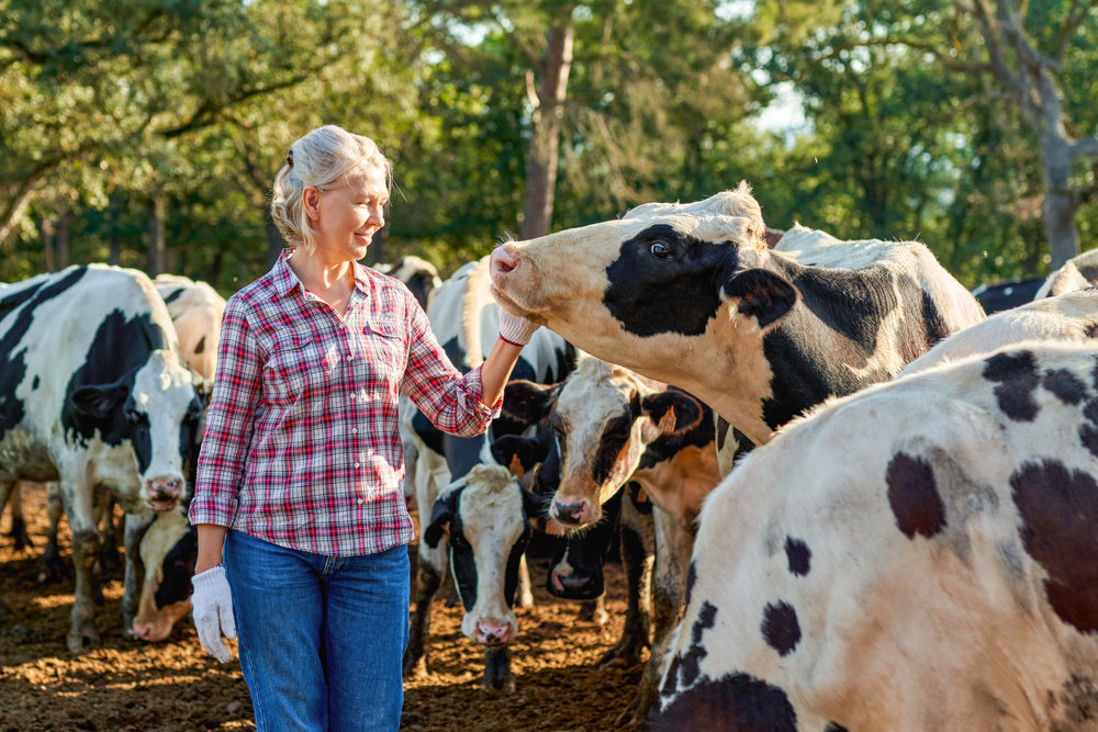 Farmer,Woman,On,Cow,Farm,Around,Herd