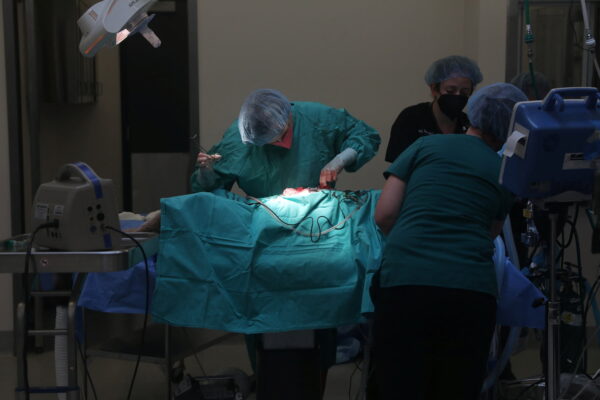 California mountain lion surgery