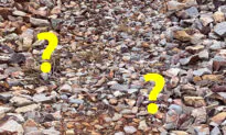 Can You Spot the Finches Hiding in These Rocky Landscape Photos? You’ll Need Eagle Eyes to Spot Them All