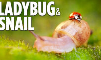 Cute Ladybug & Snail Friendship in Macro | Simple Happiness Episode 29