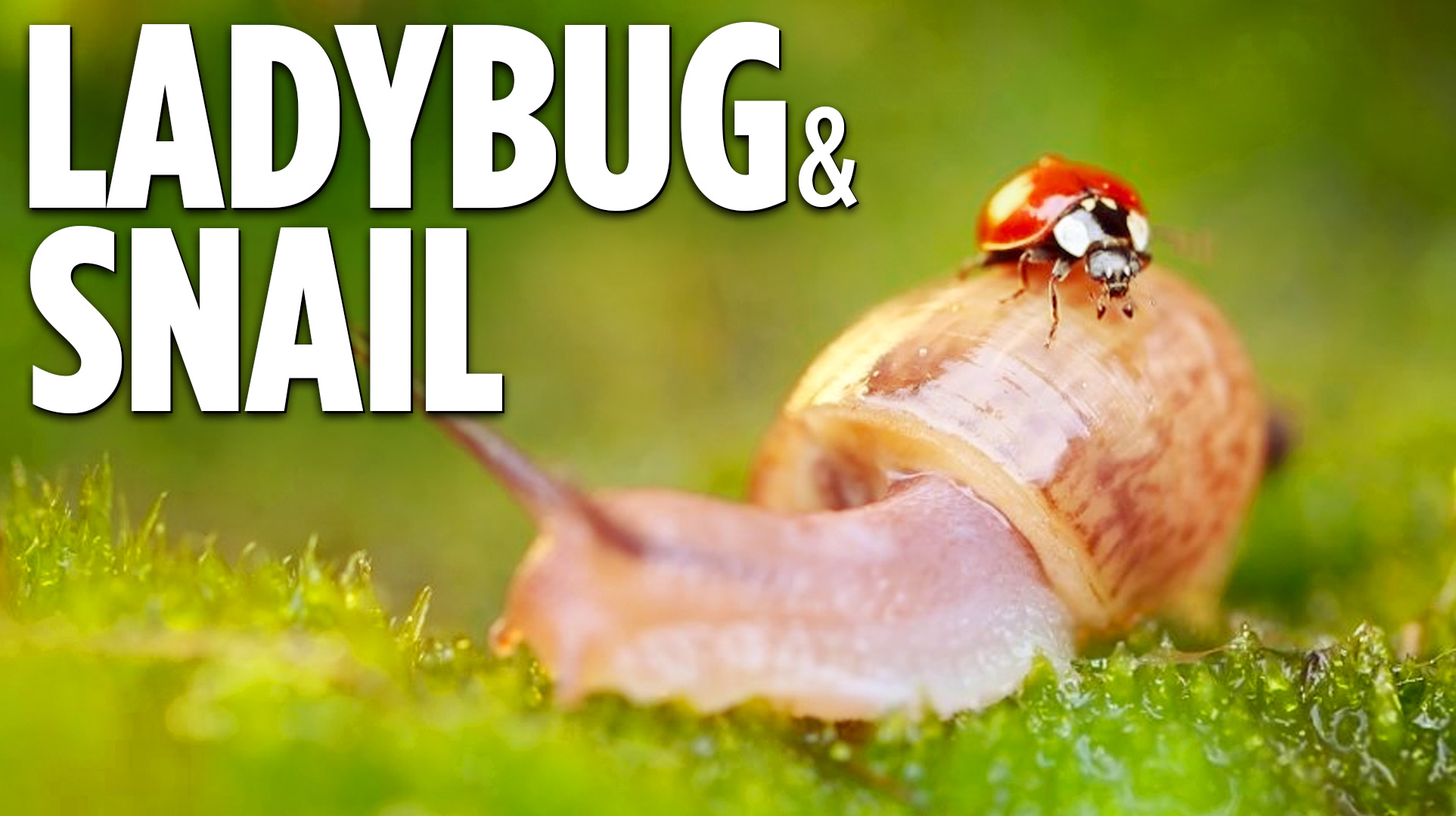 Cute Ladybug & Snail Friendship in Macro | Simple Happiness Episode 29