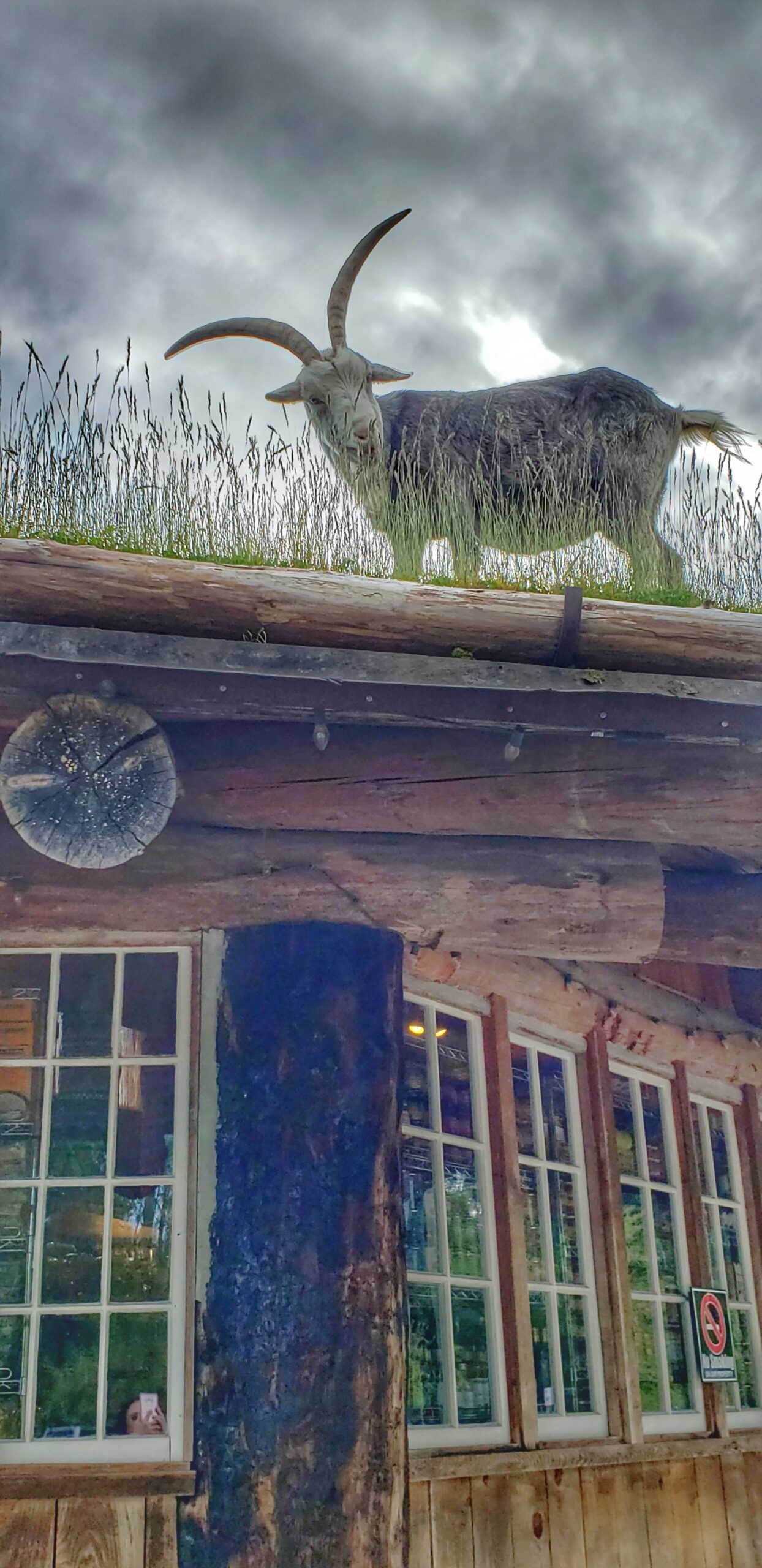 Goats on the Roof, Coombs.