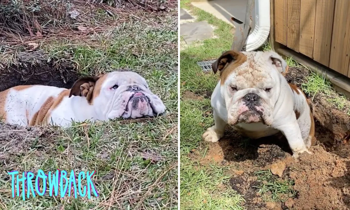 (Courtesy of Franklin the Bulldog via Caitlin)