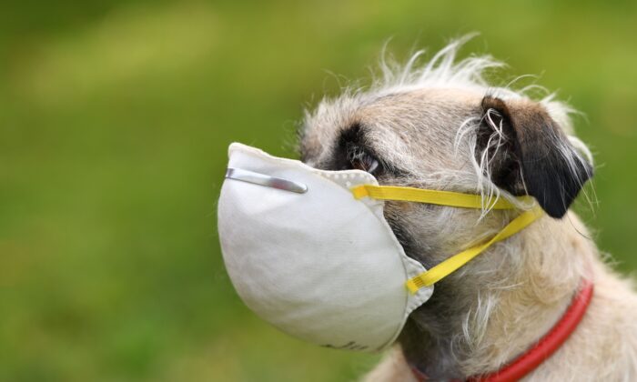 Ziggie the dog wearing a mask put on her face by her owner in Los Angeles, on April 5, 2020. (Chris Delmas/AFP via Getty Images)