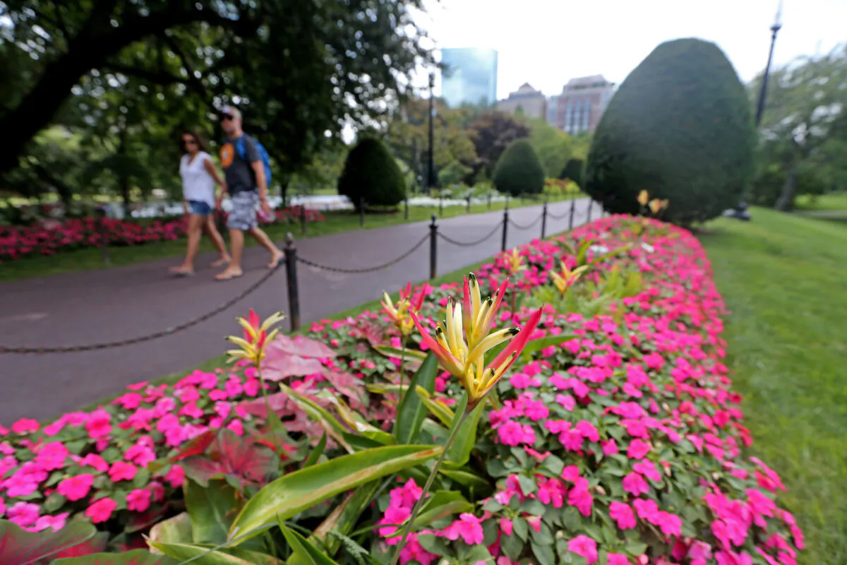 Romantic places in Boston include the Public Garden, shown here on Aug. 5, 2022, and the Isabella Stewart Gardner Museum. (Stuart Cahill/Boston Herald/TNS)