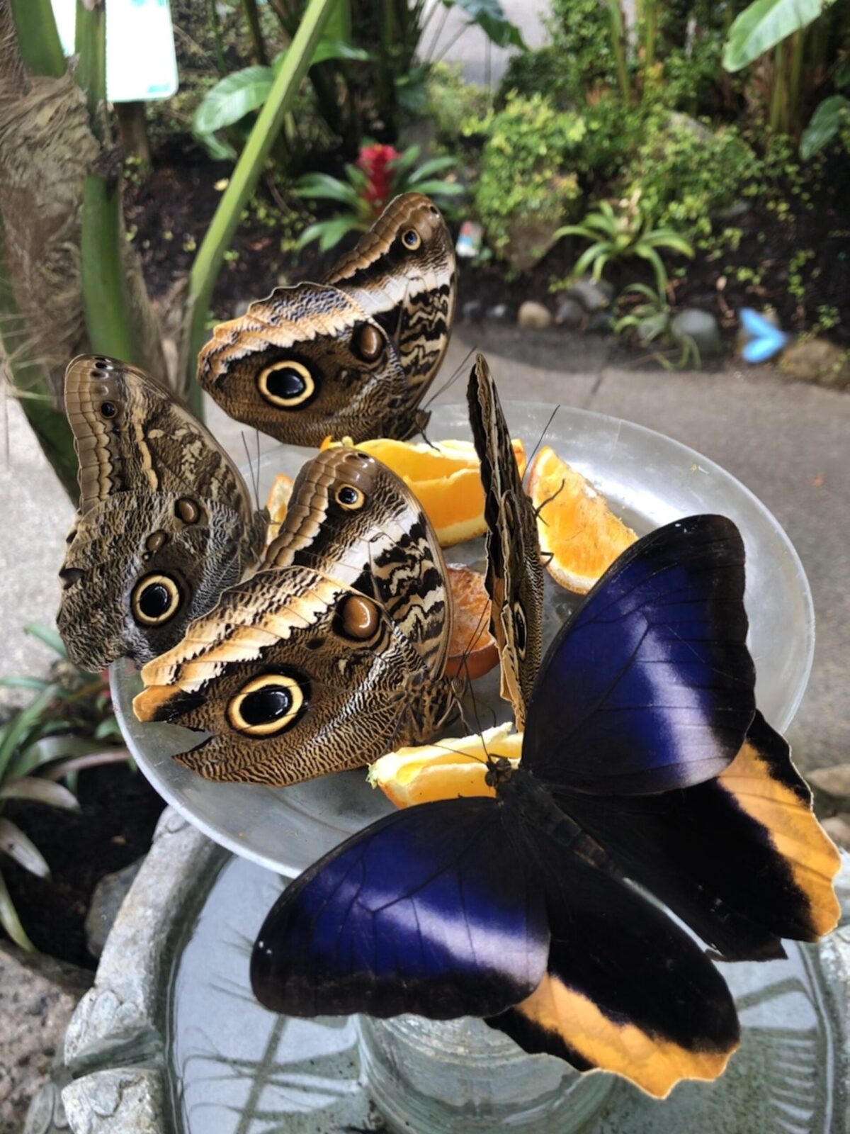 butterflies with oranges