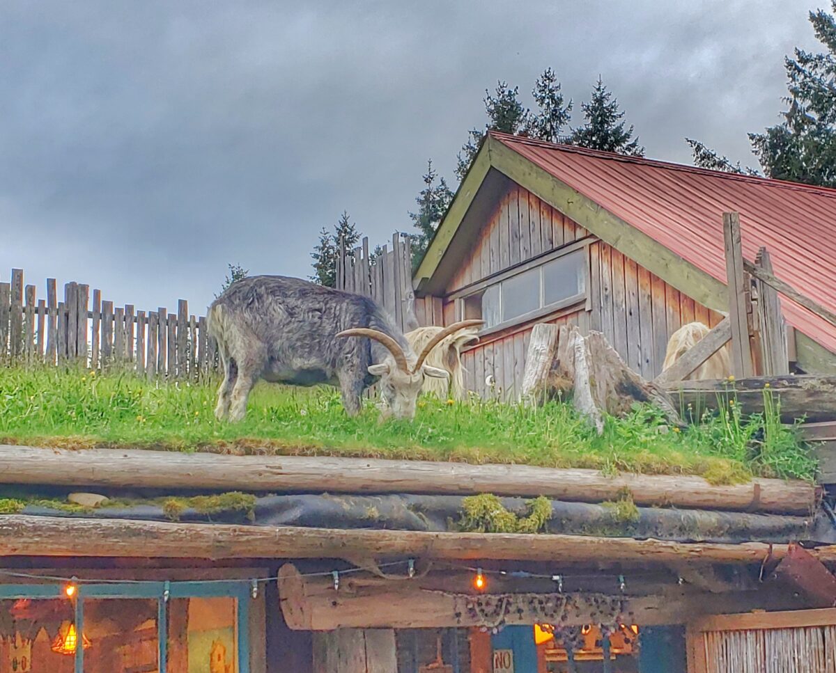 goats on the roof at Coombs