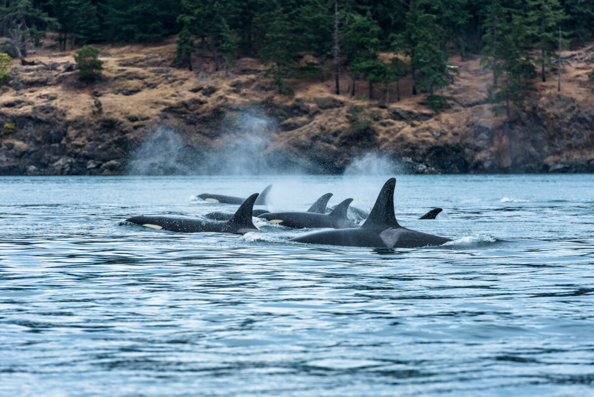A group of orcas on Vancouver Island Coast. 