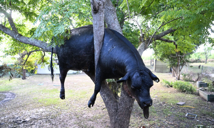2022 年 3 月 7 日，一头被洪水冲走的死牛被夹在澳大利亚伍德本一所房子后院的一棵树上。（摄影：Dan Peled/Getty Images）