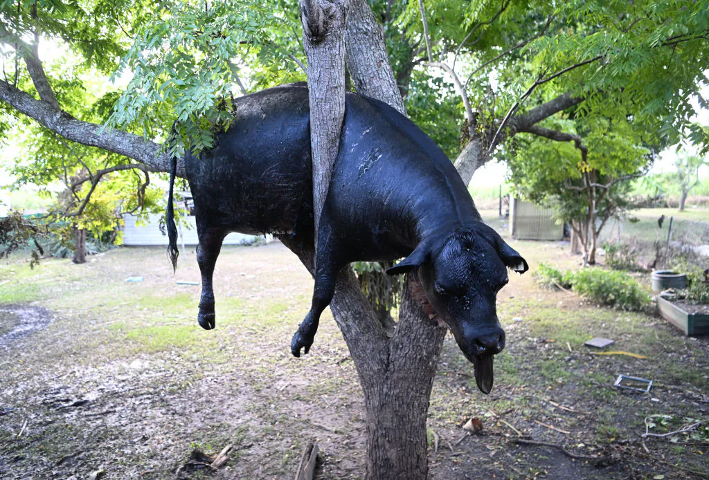 A dead cow, washed away by floodwater, is wedged in a tree in the backyard of a house in Woodburn, Australia on March 07, 2022. (Photo by Dan Peled/Getty Images)