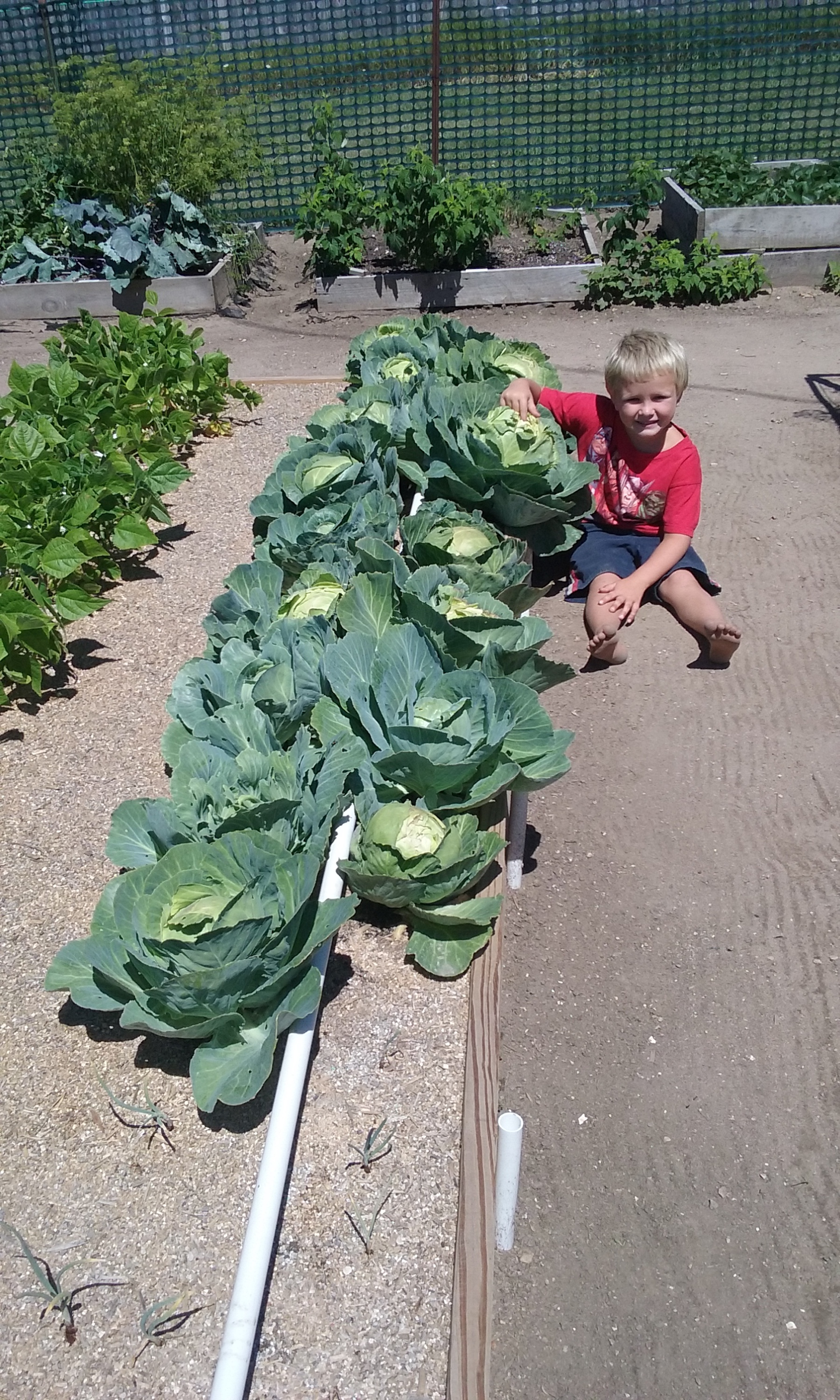 boy with cabbage in mittleider garden