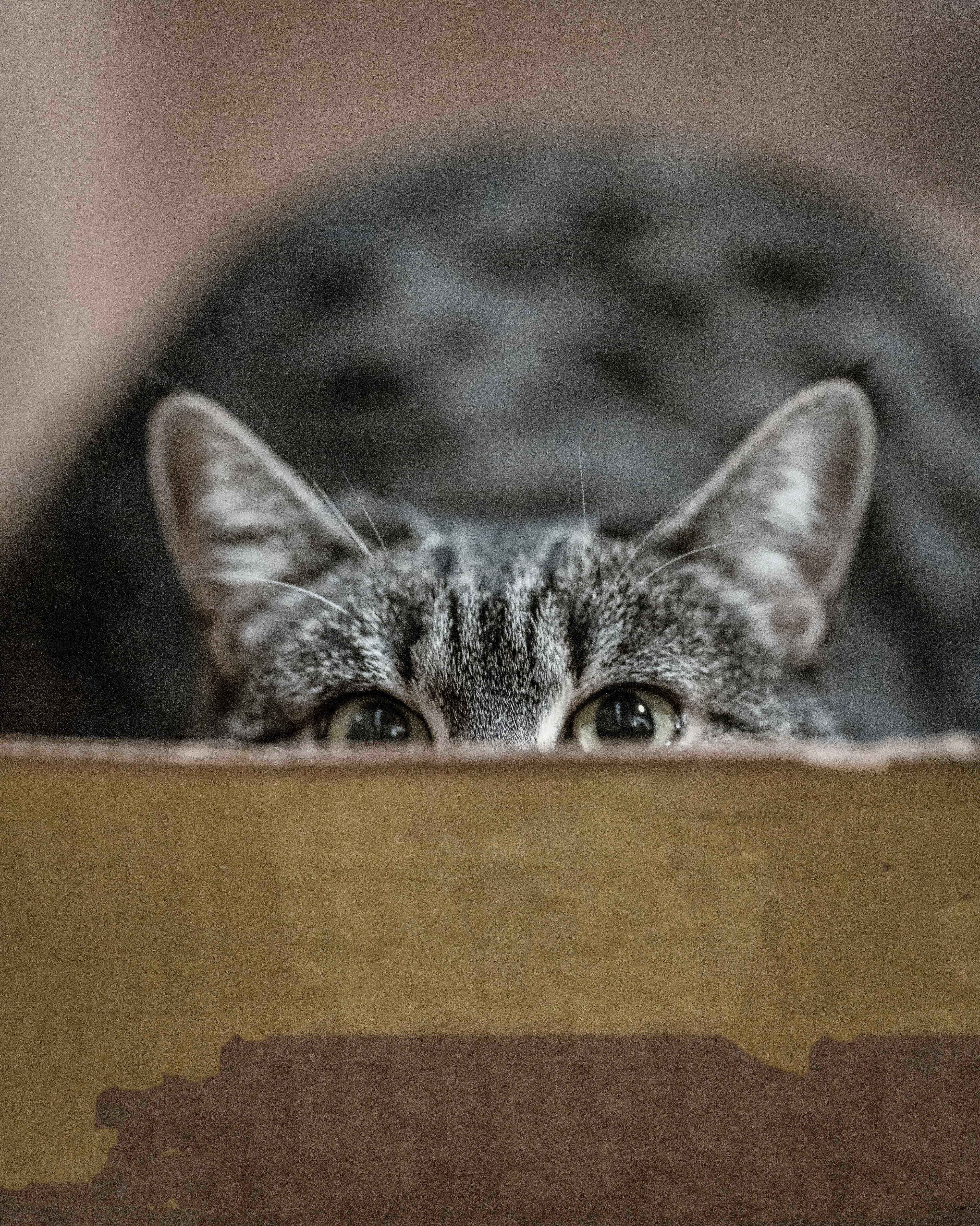A cat peers out from within a box