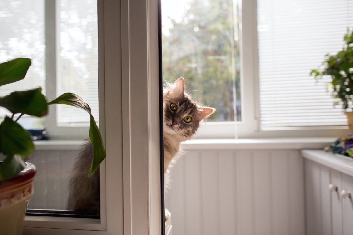 Make sure your indoor cat is healthy and happy. (Wedding and lifestyle/Shutterstock)