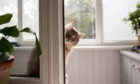 How to Keep Indoor Cats Happy