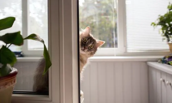 How to Keep Indoor Cats Happy