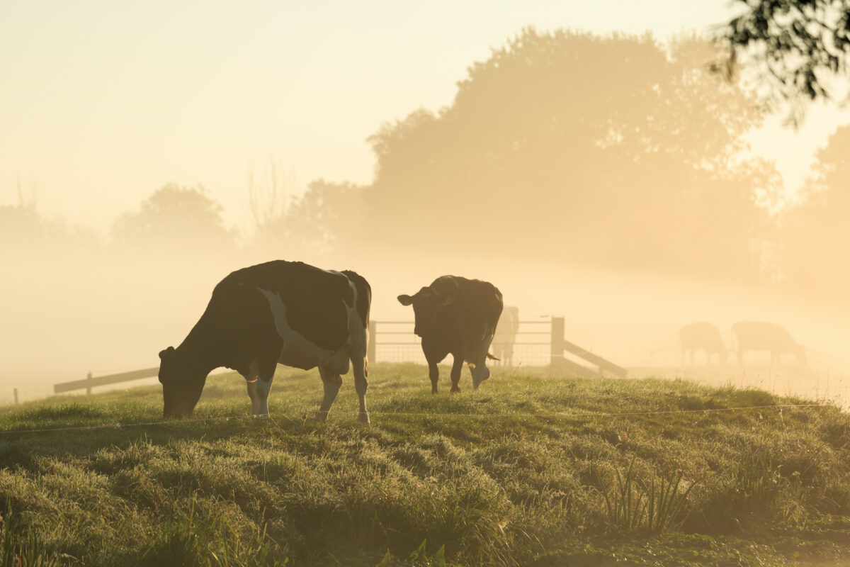 Meat from ruminant animals that eat grass their entire lives offers unique health and ecological benefits. (Sander van der Werf/Shutterstock)
