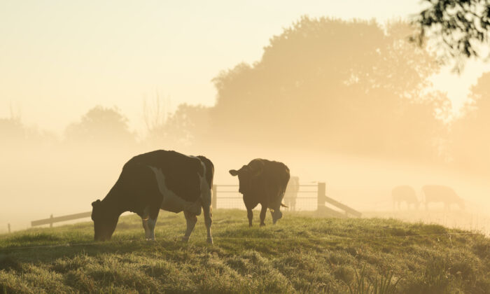 A Cut Above: The Many Benefits of Grass-Fed Meat