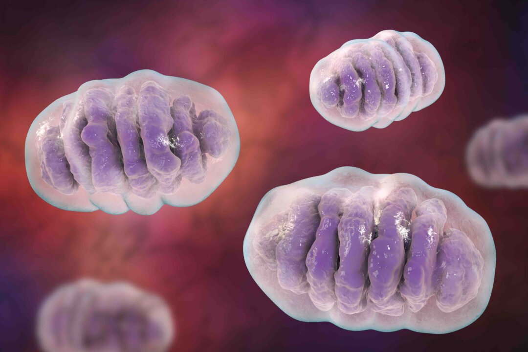 Mitochondria, a membrane-enclosed cellular organelles, which produce energy, 3D illustration. (Kateryna Kon/Shutterstock)