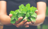 Intro to Ayurvedic Herbs–Learn Which Ones Work Best for You
