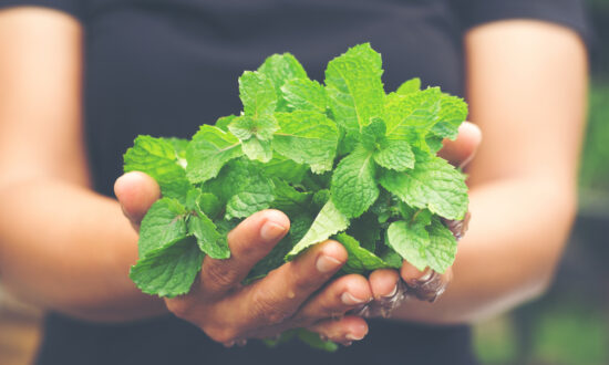 Growing and Juicing Fresh Mint: Tips and Recipes