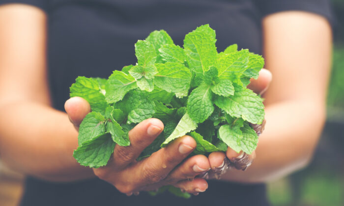 Growing and Juicing Fresh Mint: Tips and Recipes