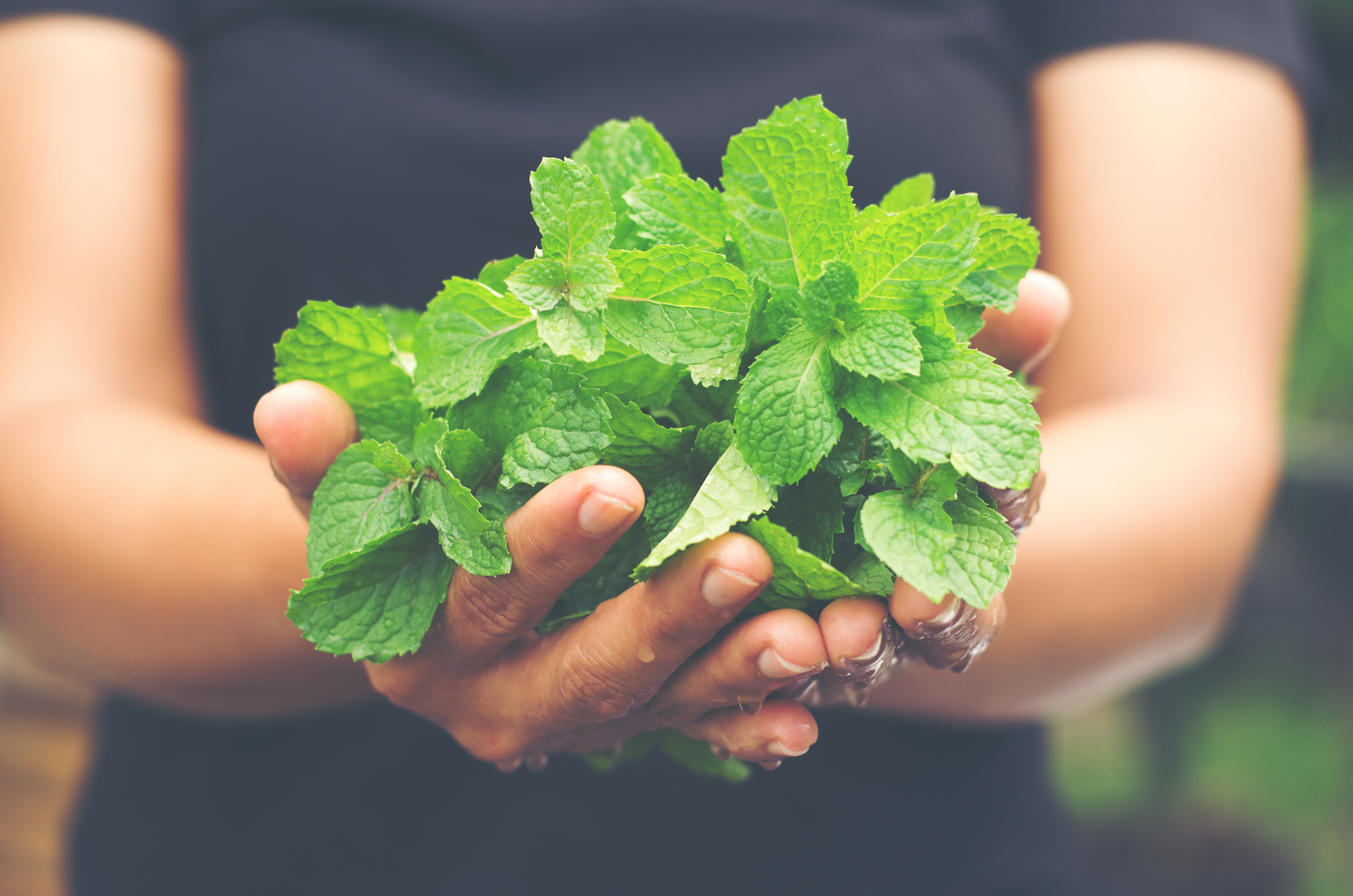 Growing and Juicing Fresh Mint: Tips and Recipes - Vimarsana News