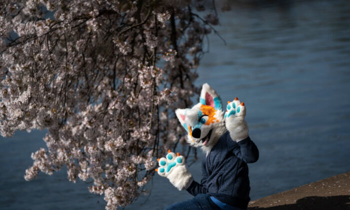 A person dressed as a "furry" sits under blooming cherry trees along the Tidal Basin on April 5, 2021 in Washington, DC. (Photo by Drew Angerer/Getty Images)