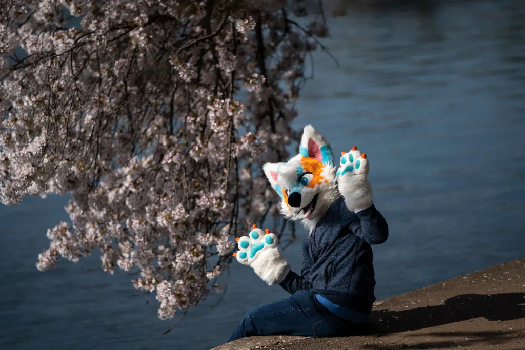 A person dressed as a "furry" sits under blooming cherry trees along the Tidal Basin on April 5, 2021 in Washington, DC. (Photo by Drew Angerer/Getty Images)