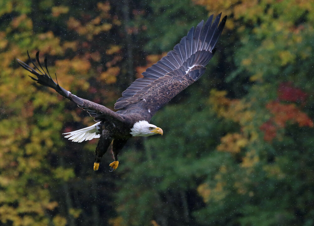 This time of year eagles will display and worship the birds they’ve captured before they eat them. (Chris Hill/Shutterstock)